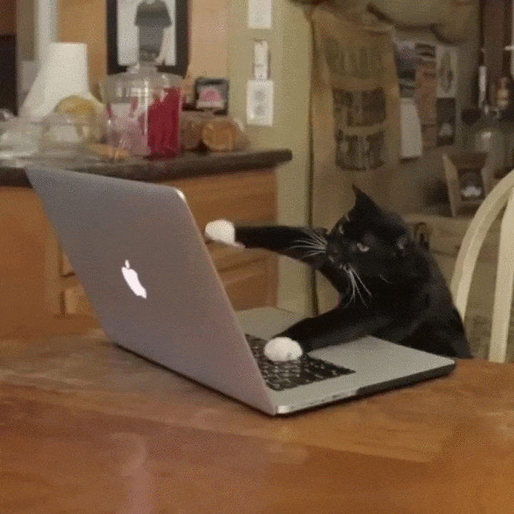 Cat using a keyboard