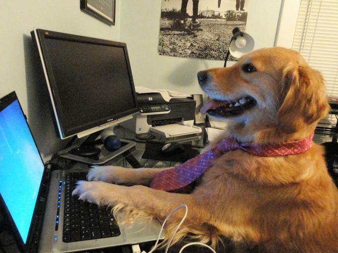 highly competent and well-dressed golden retriever using a laptop