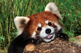 Extremely cute red panda smiling up at you trustingly. Do not disappoint the red panda.