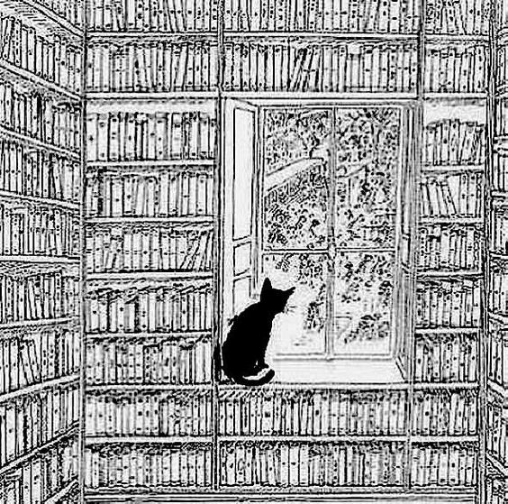A cat surrounded by bookshelves looking out a window