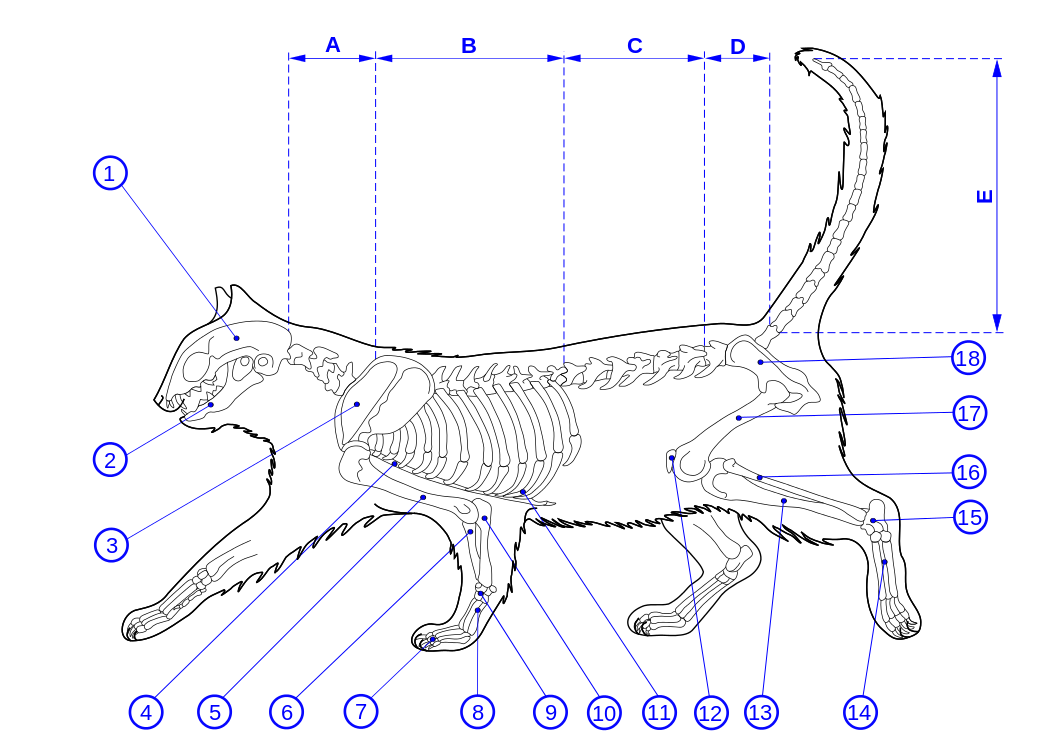 abstract anatomical diagram of a cat