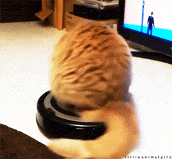 slowly rotating cat sitting on a roomba