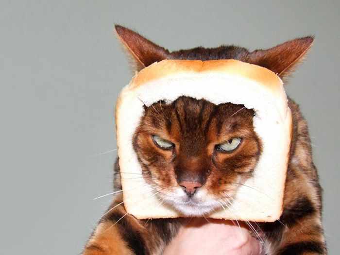 cat with its face stuck in a piece of bread, looking generally upset