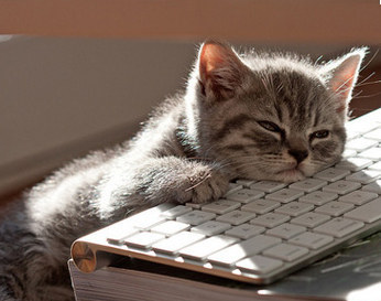 kitten falling asleep on keyboard